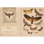 Kirby (William F.). European Butterflies and Moths, London: Cassell, Petter, Galpin & Co., 1882