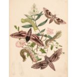 Humphreys (Henry Noel & John Obadiah Westwood) British Moths, 2 volumes 1843-45