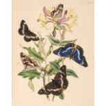 Humphreys (Henry Noel & John Obadiah Westwood), British Butterflies, 1841
