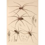 Blackwall (John). A History of the Spiders of Great Britain and Ireland, 2 volumes in one, 1861