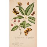 Godart (Jean Baptiste). Iconographie des chenilles... ou papillons de France, volume 1, Paris, 1832