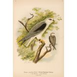 Naumann (Johann Andreas). Naturgeschichte der Vogel Mitteleuropas, 12 volumes, 1897-1905