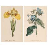 Bathurst (Mary). Sketchbook, containing watercolours of field flowers, circa 1808