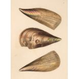 Turton (William). Conchylia Insularum Britannicarum, 1822