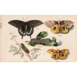 Jaeger (B. & Preston, H.C.). The Life of North American Insects, published for the Author