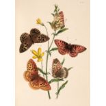 Humphreys (Henry Noel & John Obadiah Westwood). British Butterflies, 1841