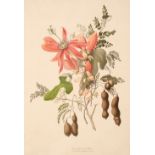 Eden, Emily. Flowers from an Indian Garden, second series, Breidenbach & Co, circa 1850