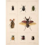 Janson (E. W.) British Beetles, 1863