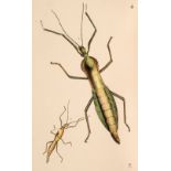 Westwood (John Obadiah) Arcana Entomologica, 2 volumes, 1845
