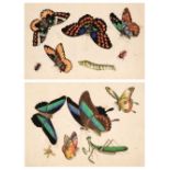 Chinese Export School. Album of mainly butterfly pith paintings, circa 1850