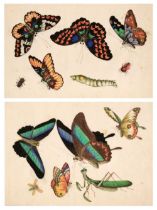 Chinese Export School. Album of mainly butterfly pith paintings, circa 1850