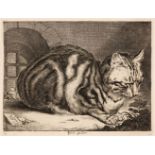 Visscher, Cornelis (1628/9-1658). The Large Cat, circa 1657, engraving