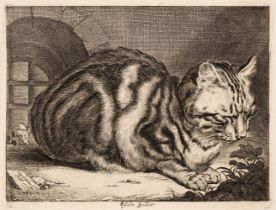 Visscher, Cornelis (1628/9-1658). The Large Cat, circa 1657, engraving