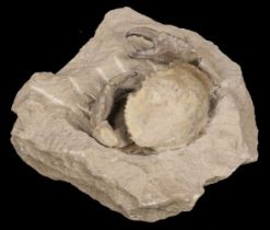Fossilised Crab. Harpactocacinus punctatus, Verona, Italy, Eocene period, 45 million years old