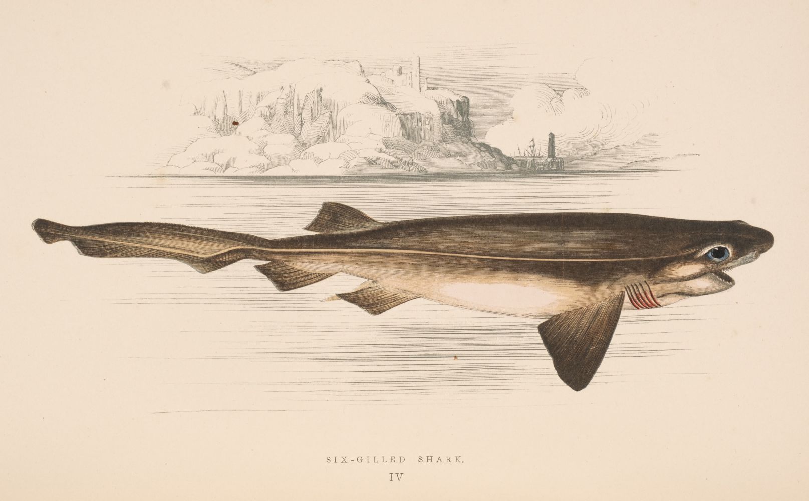 Couch (Jonathan). A History of the Fishes of the British Islands, 4 volumes, 1877-78