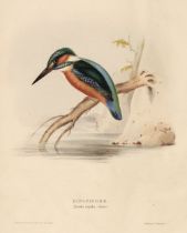 Gould (John). The Birds of Europe, Insessores, Volume 2 (only), 1837