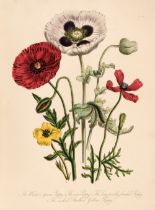 Loudon (Mrs Jane). British Wild Flowers, 2nd. edition, William Orr & Co. 1849