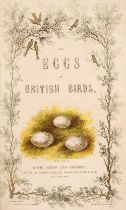 Jennings (C.). The Eggs of British Birds, Binns and Goodwin, Bath, circa 1850