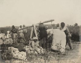 USA Agriculture. A group of 4 platinum prints of cotton picking in Arkansas, c. 1905
