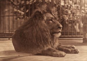 Dixon (Thomas James, 1857-1943). Lion, London Zoo, 1880s, carbon print
