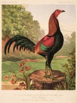 Wright (Lewis). The Illustrated Book of Poultry, 1st ed., London: Cassell, Petter & Galpin, c. 1875