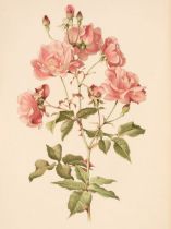 Willmott (Ellen). The Genus Rosa, 25 parts in 2 volumes, London: John Murray, 1910-14