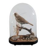 TAXIDERMY: AN EDWARDIAN THRUSH