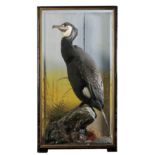 TAXIDERMY: A CORMORANT