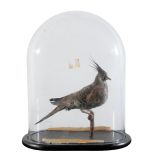 TAXIDERMY: A VICTORIAN CRESTED PIGEON