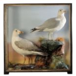 TAXIDERMY: A PAIR OF SEAGULLS