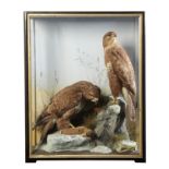 TAXIDERMY: A PAIR OF BUZZARDS