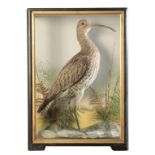 TAXIDERMY: A CURLEW