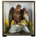 TAXIDERMY: A BUZZARD