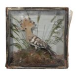 TAXIDERMY: A HOOPOE