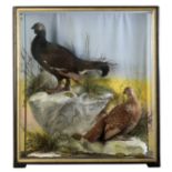 TAXIDERMY: A MALE AND A FEMALE BLACK GROUSE