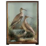 TAXIDERMY: A PAIR OF CURLEWS