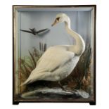 TAXIDERMY: A SWAN