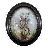 TAXIDERMY: AN EDWARDIAN NORTHERN FLICKER