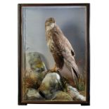 TAXIDERMY: A BUZZARD