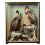 TAXIDERMY: A PAIR OF SHAGS