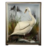 TAXIDERMY: A SWAN