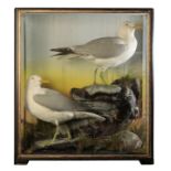 TAXIDERMY: A PAIR OF SEAGULLS
