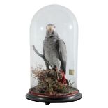 TAXIDERMY: A VICTORIAN GREY PARROT