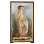 TAXIDERMY: A BITTERN