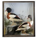 TAXIDERMY: A PAIR OF SHELDUCKS