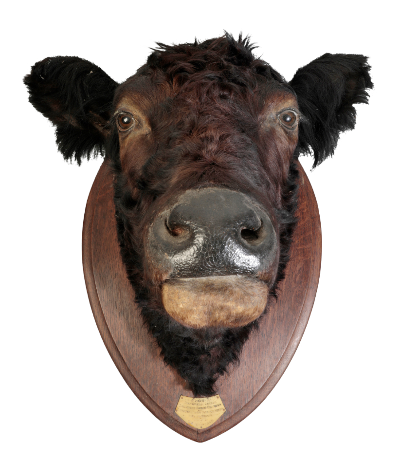 TAXIDERMY: A BULL'S HEAD