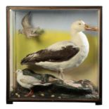 TAXIDERMY: AN ALBATROSS, A GULL AND A WADER IN FLIGHT