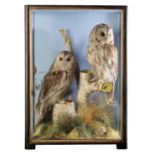 TAXIDERMY: A PAIR OF TAWNY OWLS