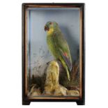 TAXIDERMY: A PARROT