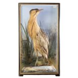 TAXIDERMY: A BITTERN